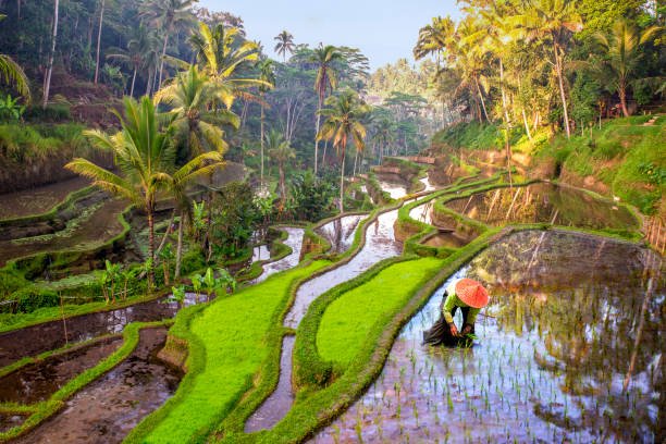 Ubud